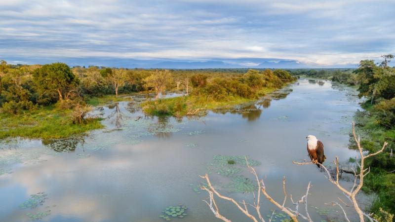 A fish eagle perches on a branch above a wide, lily-dotted river winding through lush bushveld.