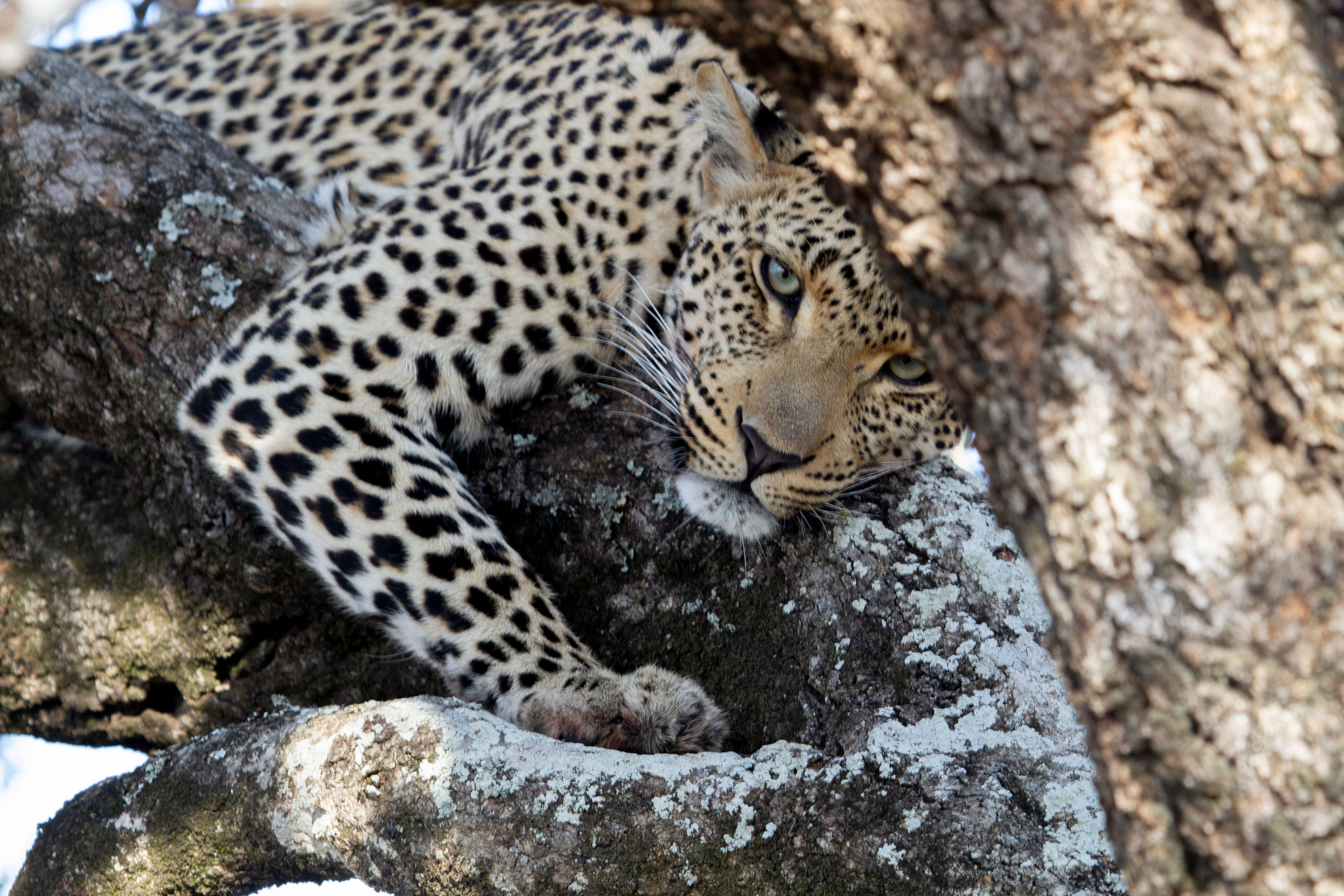 Silvan Safari Blog: Meet Some of Our Wildlife Guests