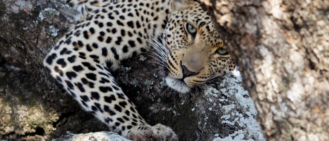Silvan Safari Blog: Meet Some of Our Wildlife Guests