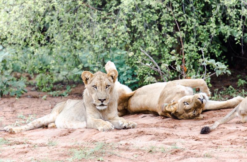 Kariba lions