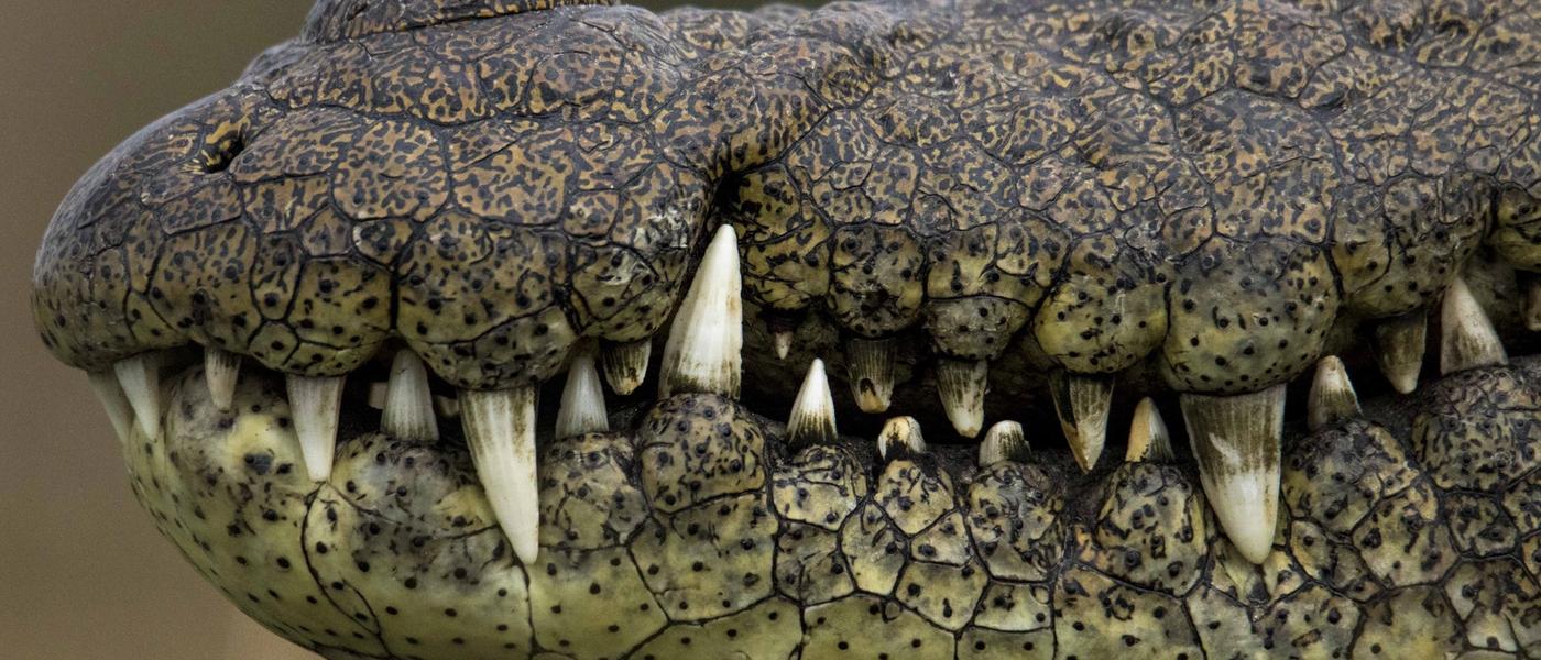 Enamórate de: el cocodrilo