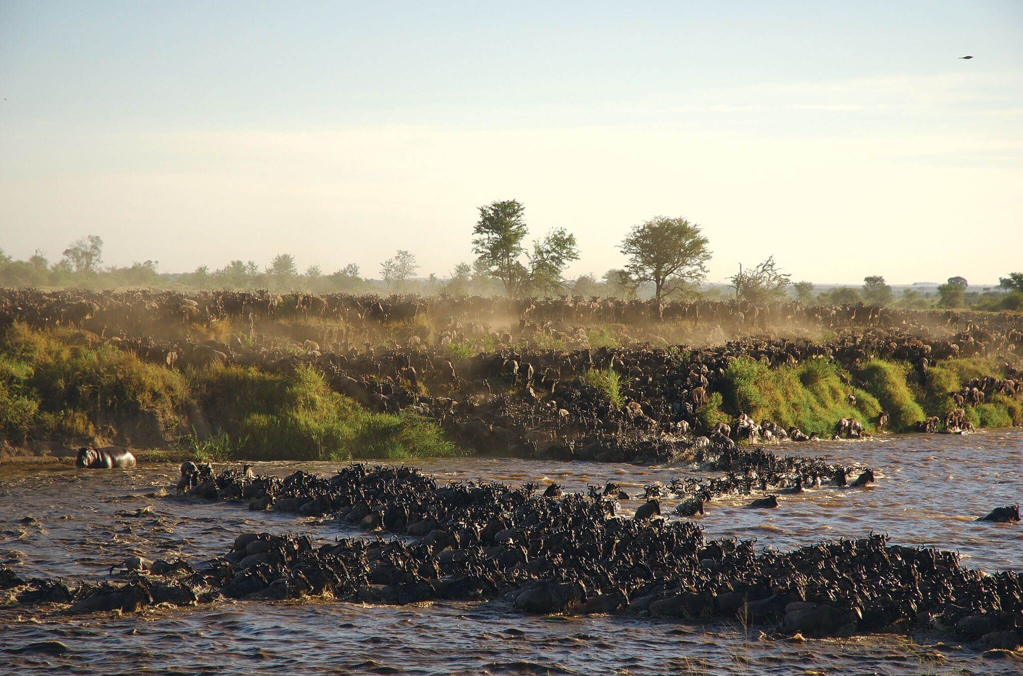 Your Guide to Experiencing the Great Migration in Tanzania