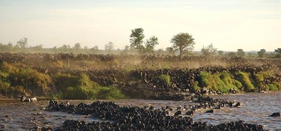 Your Guide to Experiencing the Great Migration in Tanzania