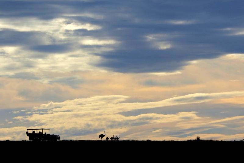 A safari vehicle is silhouetted against a dramatic sky at dusk as an ostrich and her chicks walk along the horizon during a babymoon safari.