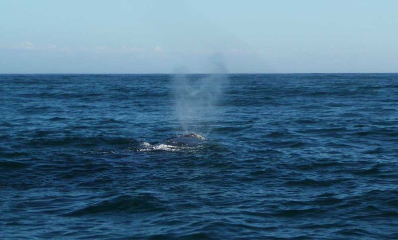 Southern Right whale