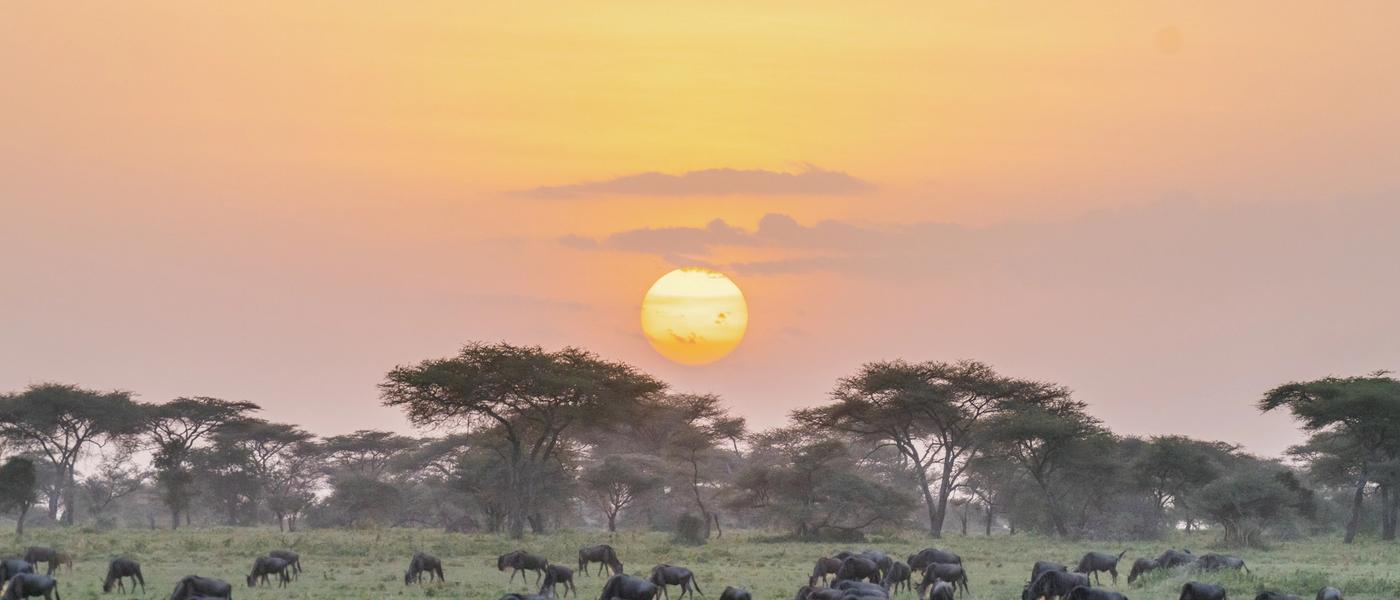 The Serengeti in Pictures: Why You'll Love it