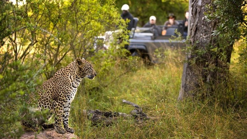 Lion Sands Game Reserve: Safari-Urlauber in einem offenen Geländewagen beobachten einen Leoparden, der im grünen Busch sitzt