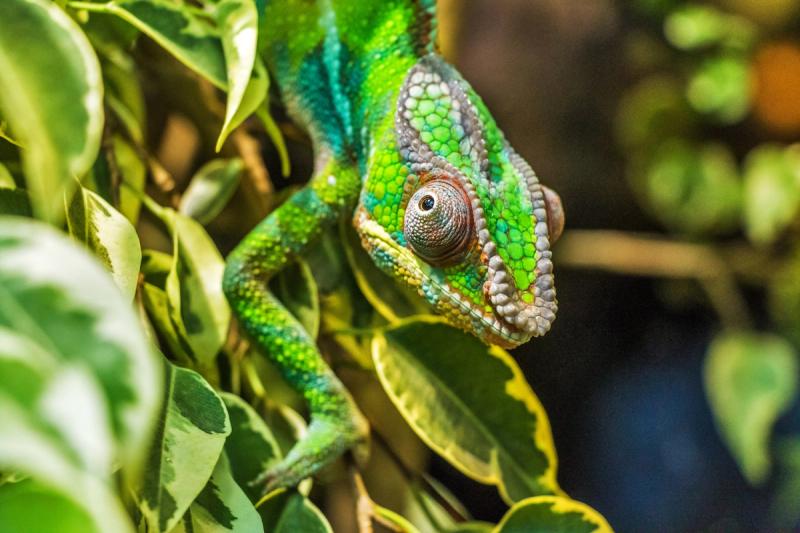 Chameleon blending into the leaves in Madagascar