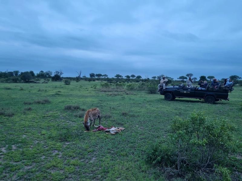 A hyena eating a fresh kill, as seen on a safari in the Kruger