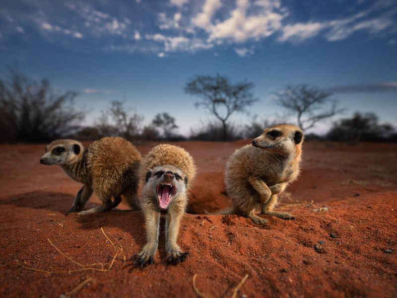 Meerkats at Tswalu Kalahari