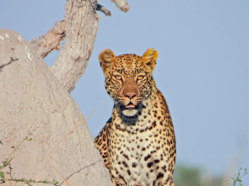 A leopard stands next to a termite mound in the Okovango Delta of Botswana