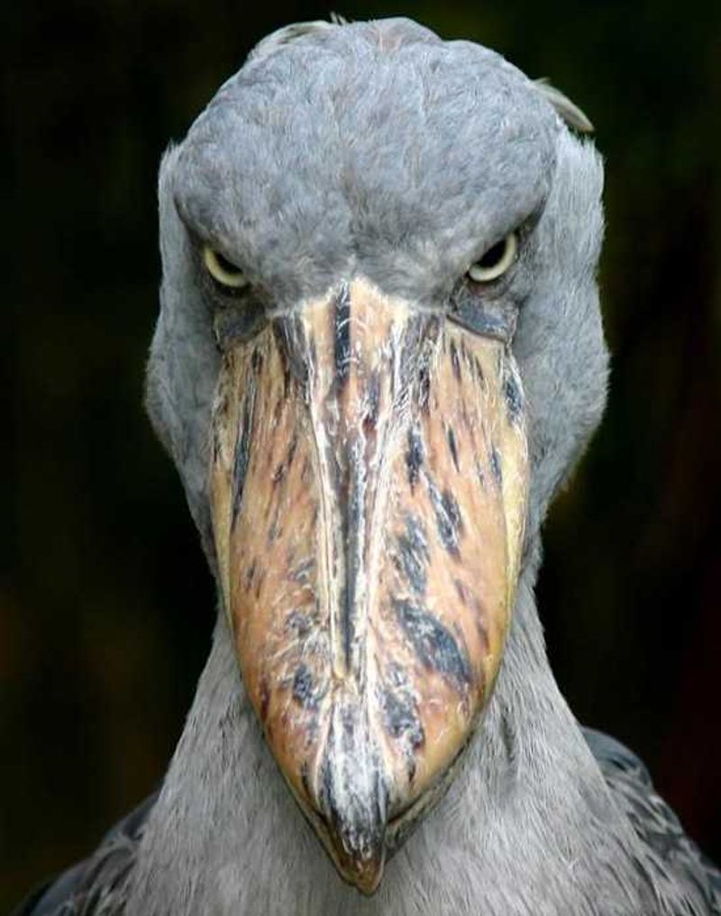 Shoebill