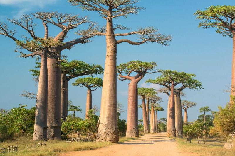 Baobab Trees in Madagascar