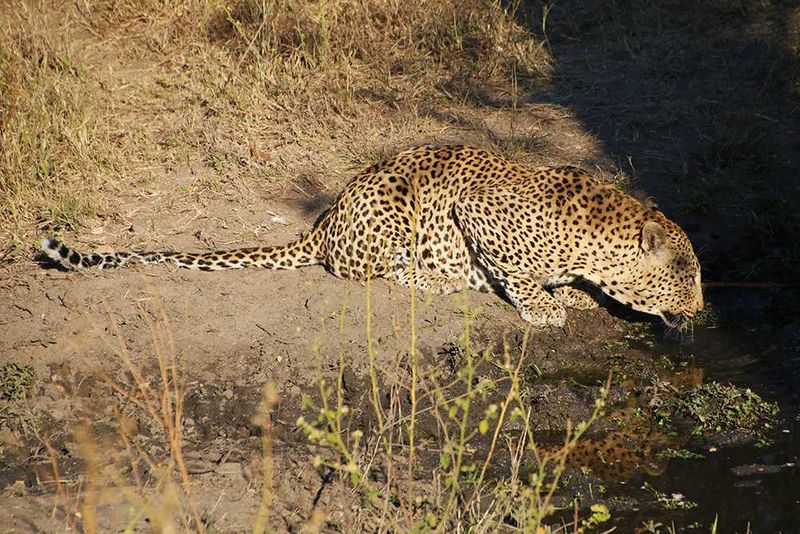 Leopard auf Safari in Londolozi