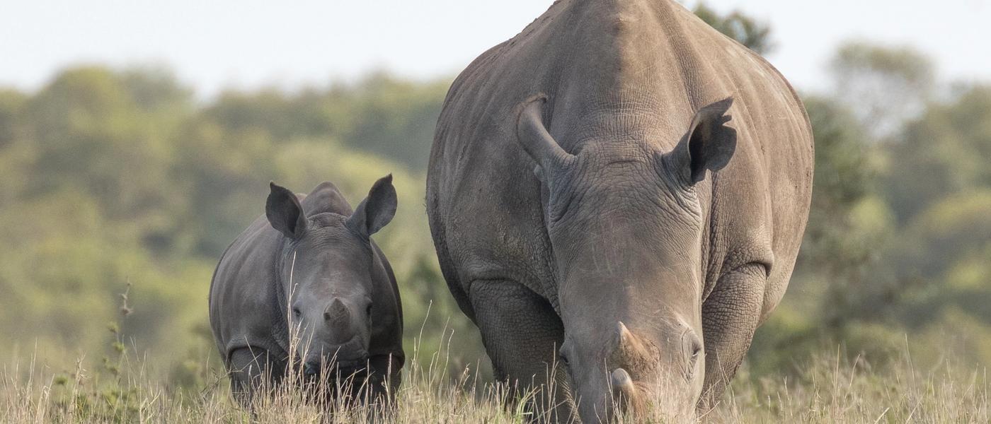 Les rhinocéros seront-ils bientôt éteints ?