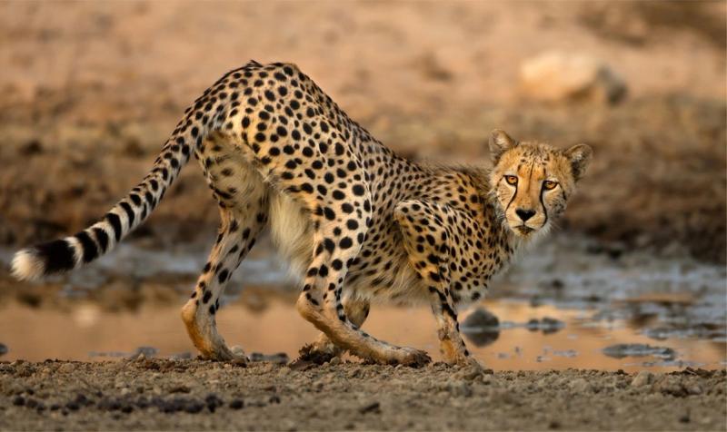 Les points d'eau sont des endroits à ne pas manquer lors de votre safari