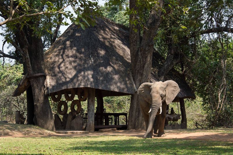 Elephant at Nkwali Safari Lodge 