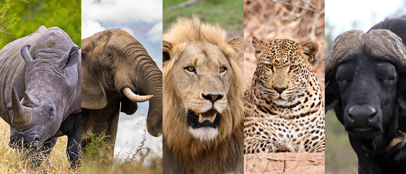 Das sind die legendären Big Five Afrikas