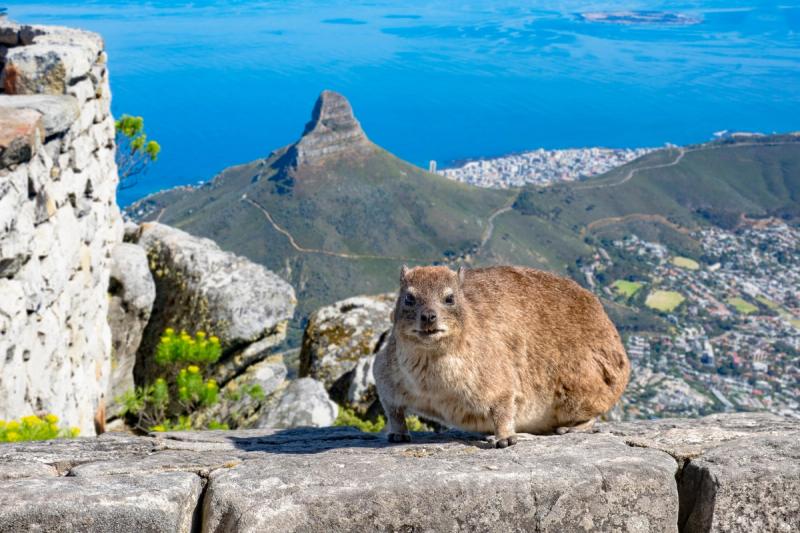 Eines der ikonischsten wilden Tiere in Kapstadt: Dassie auf dem Tafelberg mit Kapstadt im Hintergrund