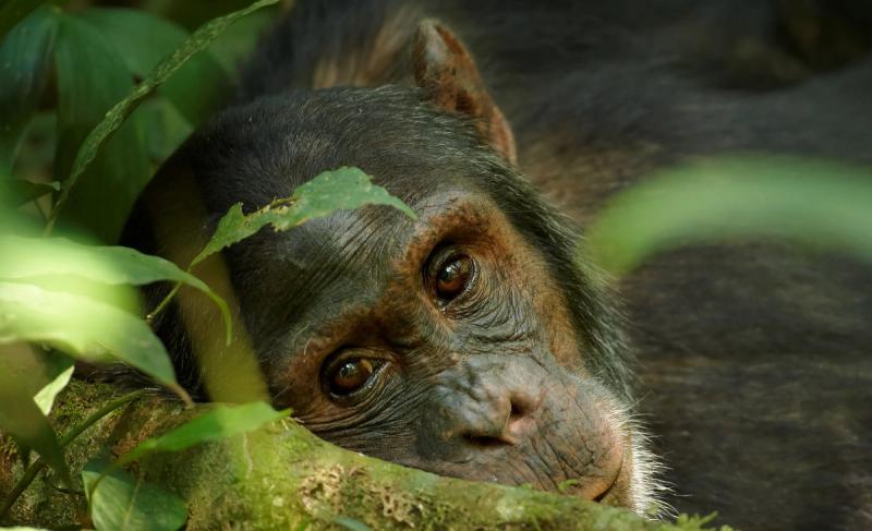 Close-up of a chimpanzee in dense forest terrain