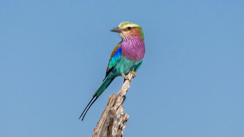 Lilac-breasted roller seen while visiting Botswana in April