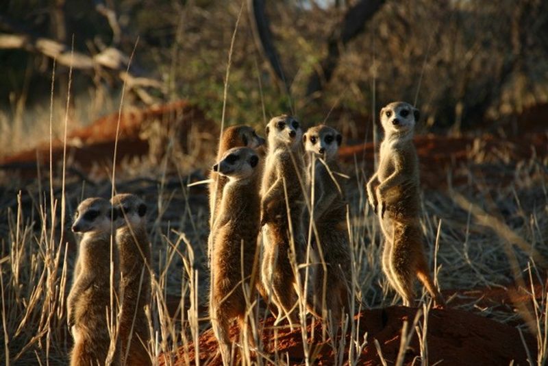 Meerkats at Tswalu Kalahari by Niki 