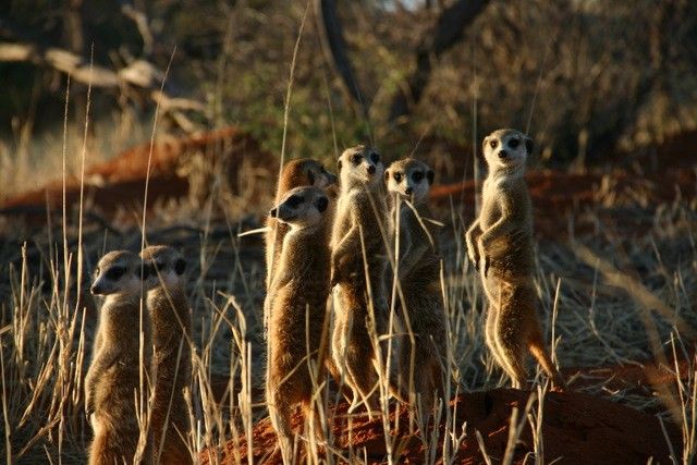 Meerkats at Tswalu Kalahari by Niki