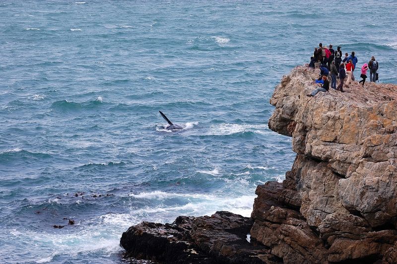A group of people watch a whale’s flipper from a rocky cliffside viewpoint