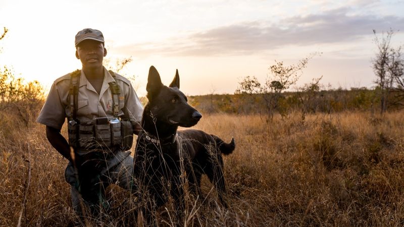 Anti poaching dog and handler