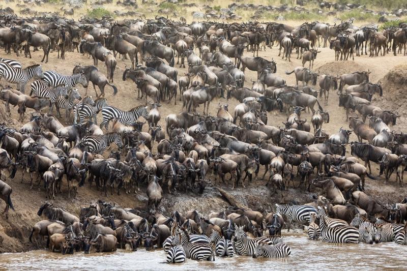 Herds of wildebeest, zebra, and gazelle migrating through the Serengeti