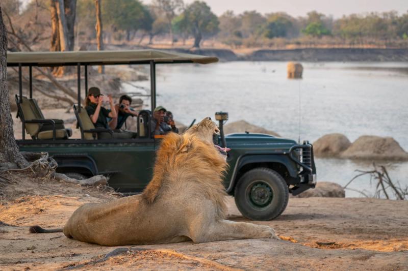A lion on game drive in South Luangwa National Park