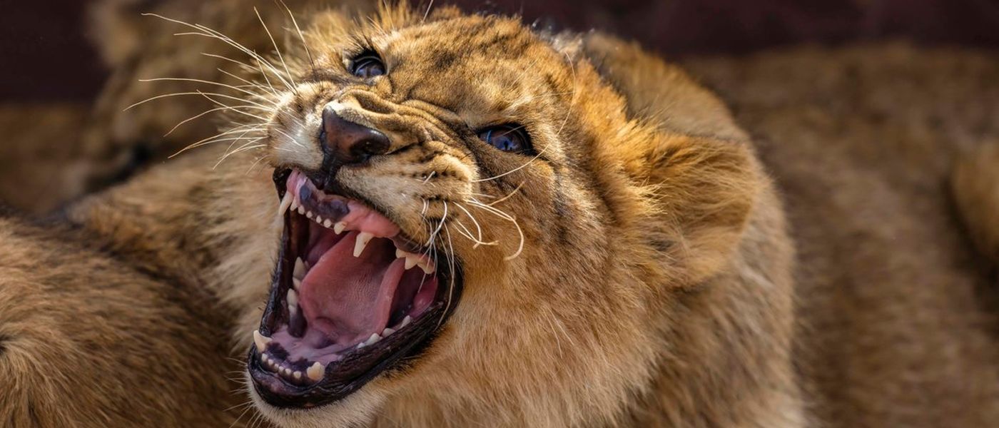 16 Fotos, die beweisen: Afrikas Tierwelt bietet mehr Dramatik als jeder Film