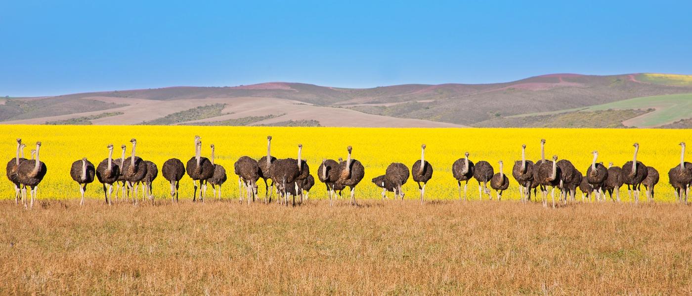 Guide complet de l'Afrique du Sud