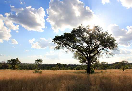 Londolozi Private Game Reserve on CNN!