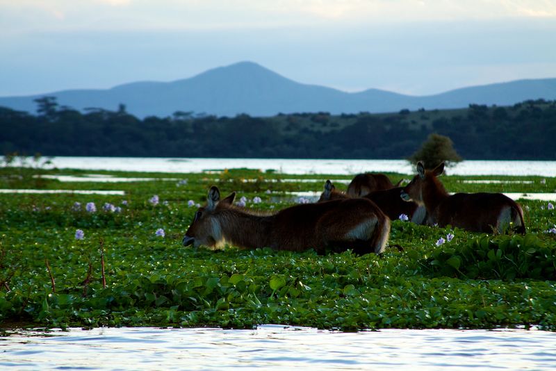 Water bucks on Lake Naivasha