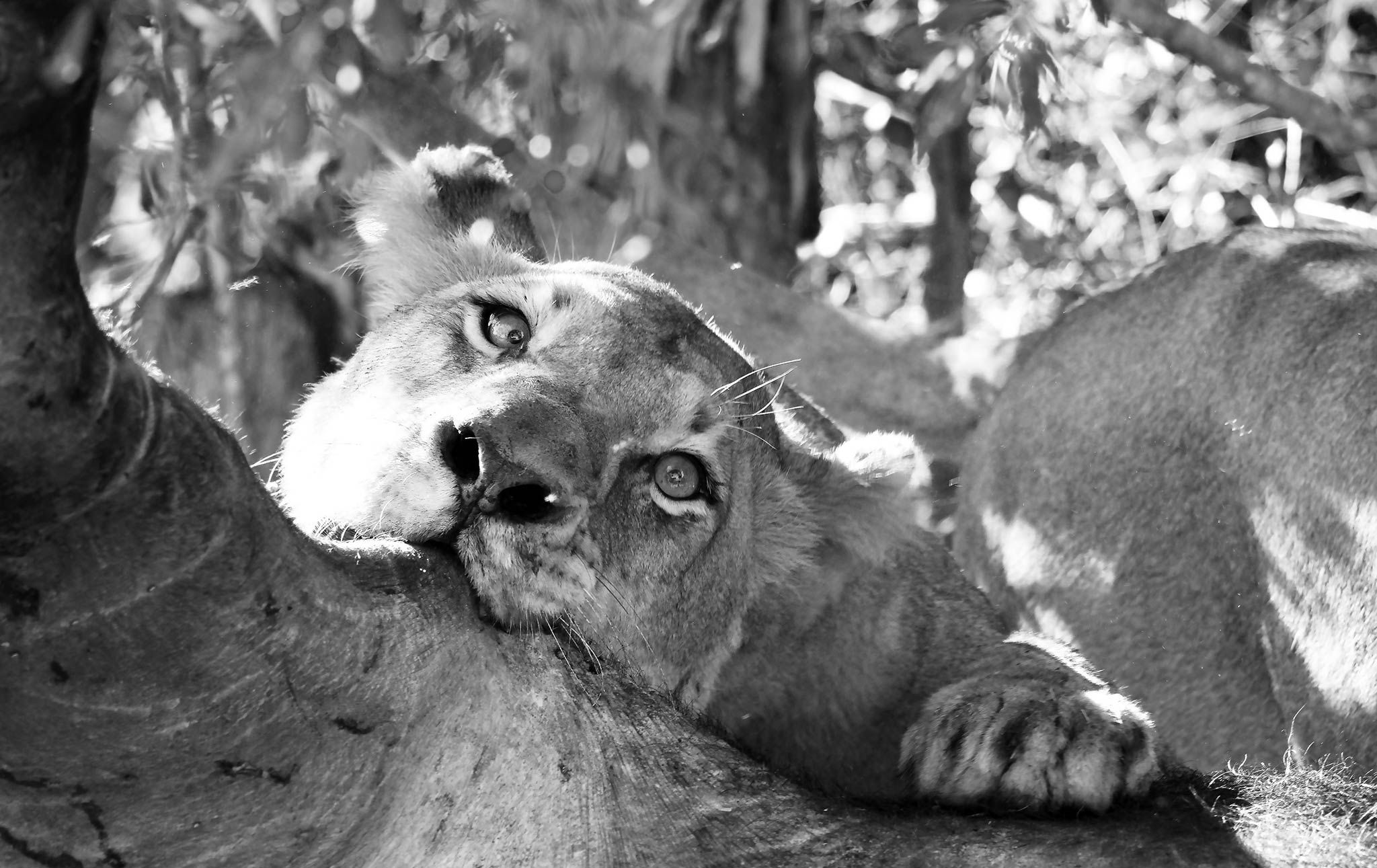 Silvan Safari's Lion Prides: Introducing The Mighty Nkuhuma and Avoca Males