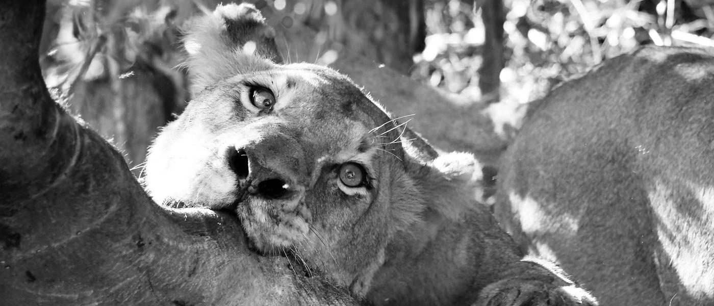 Silvan Safari's Lion Prides: Introducing The Mighty Nkuhuma and Avoca Males