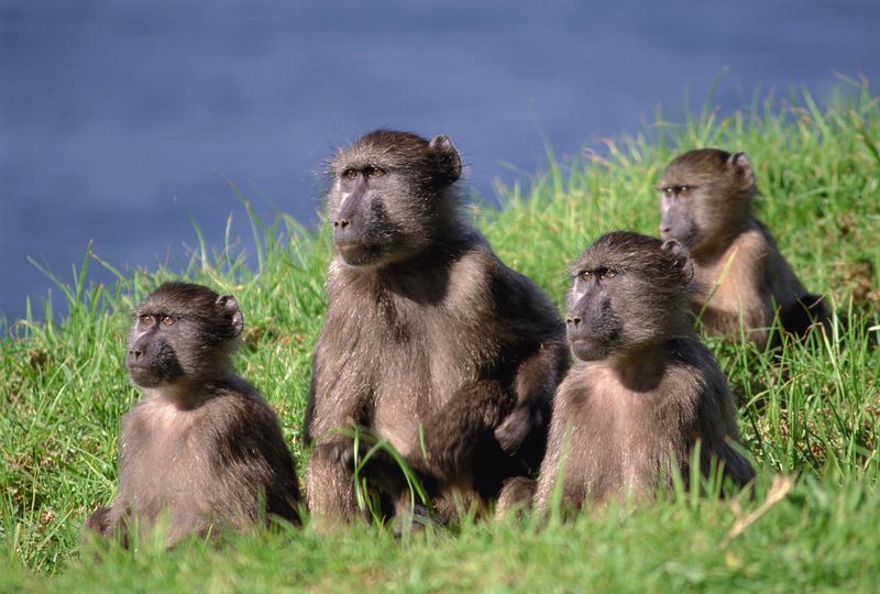 Baboons gehören zu den wilden Tieren in Kapstadt, die man regelmäßig sieht