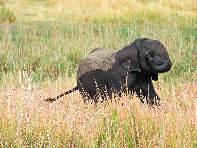 Young African elephant calf walking through long grass in Botswana's Okavango Delta.