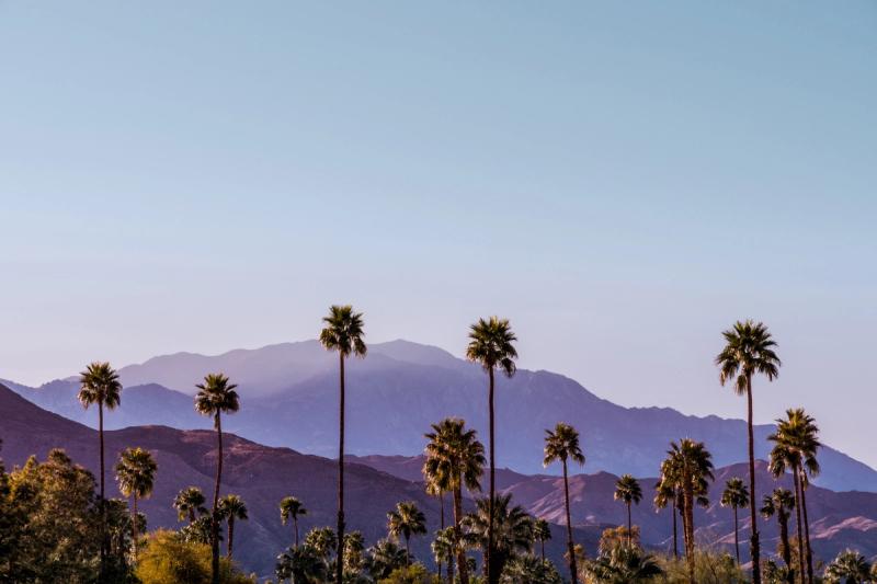 Tall palm trees rise against hazy purple mountains under a clear blue sky.