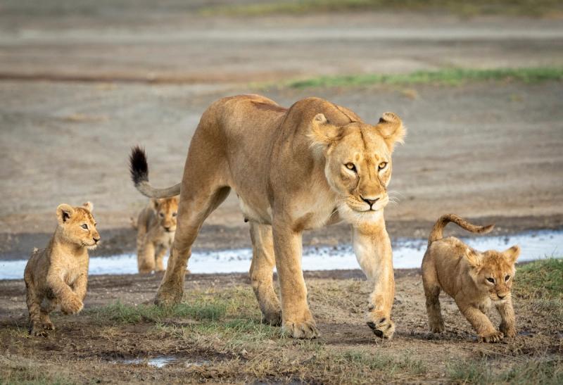A lioness leads her cubs across damp earth after rain, showing how Africa’s safari seasons can deliver quieter, golden moments in between extremes.