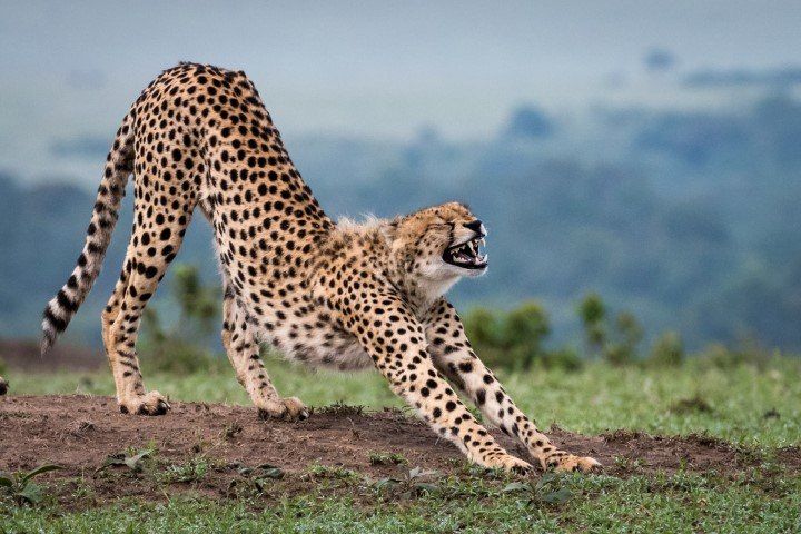 A cheetah having a stretch