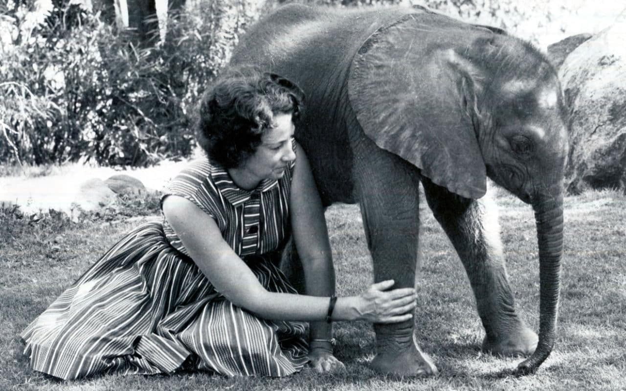 A Tribute To Dame Daphne Sheldrick: 1934 - 2018