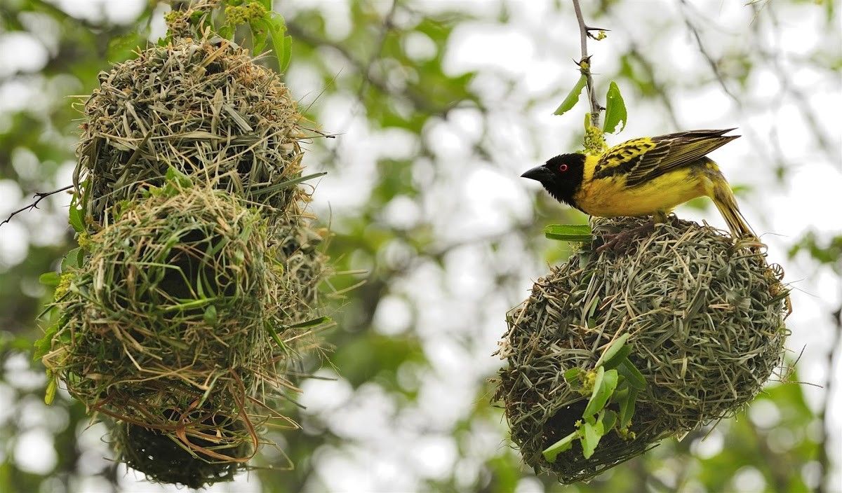 Astonishing Birdlife of Mana Pools National Park