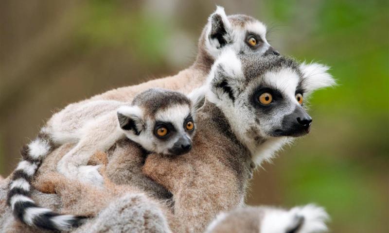 Lemur with babies in Andasibe, one of the national parks in Madagascar