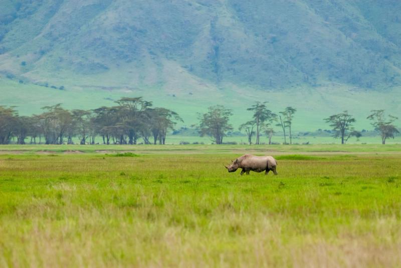 Black rhino in Ngorongoro Conservation area