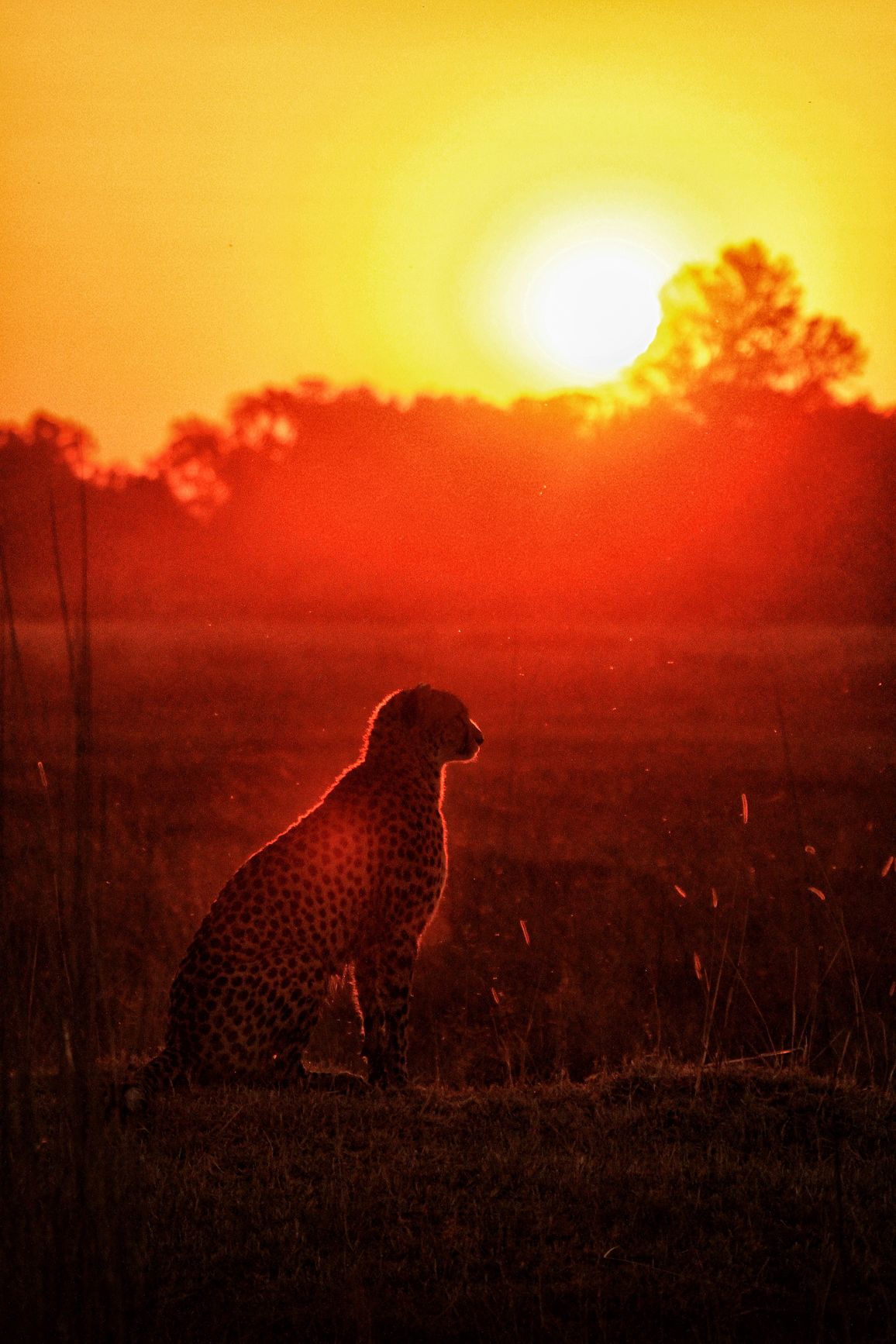 APOTY Favourites | Wildlife Portraits