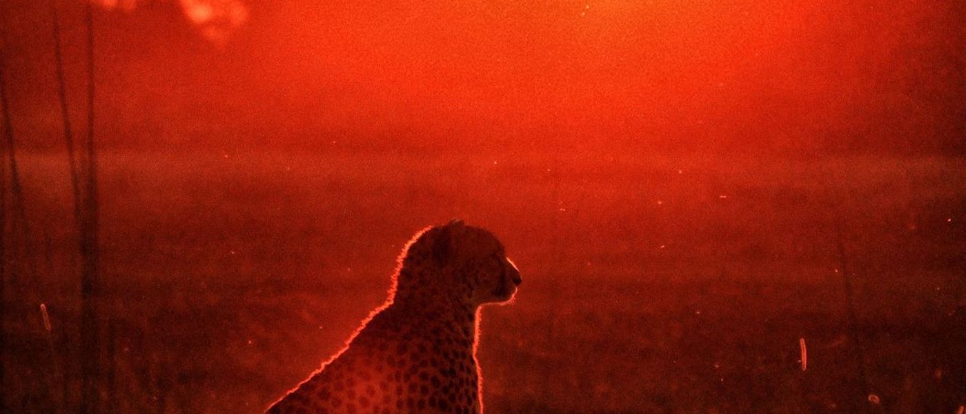 APOTY Favourites | Wildlife Portraits