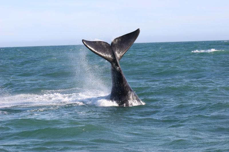 Southern right whale breaching - top hotels for whale watching in South Africa
