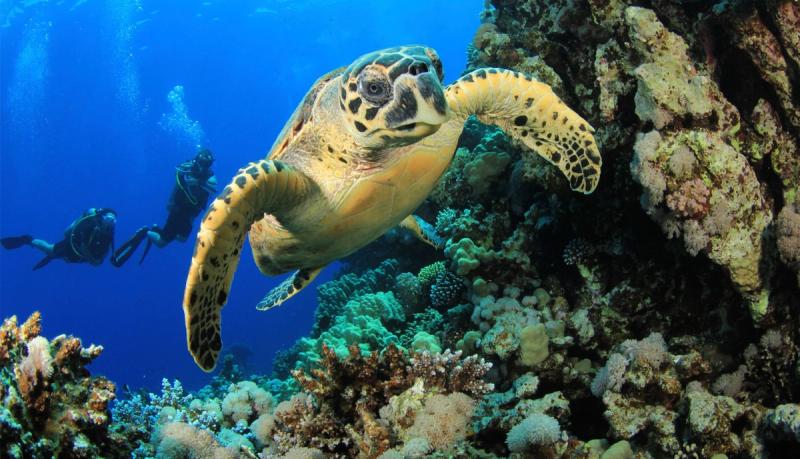 Turtle on Phinda's scuba safari in Phinda Game Reserve, KwaZulu-Natal
